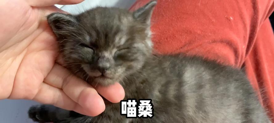 《活下去喵桑技能攻略》（挑战极限，掌握生存的终极秘籍）